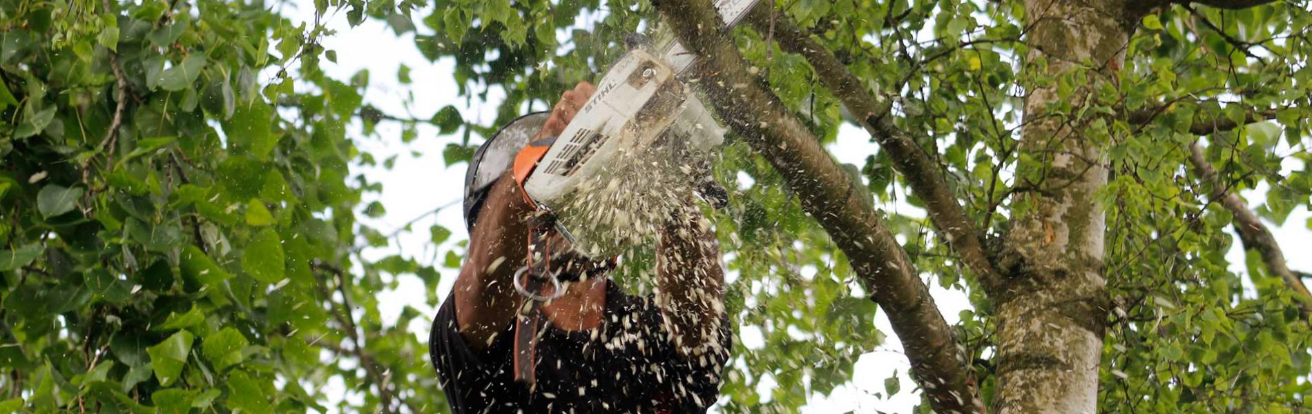 Johan vaane European Tree Worker 01
